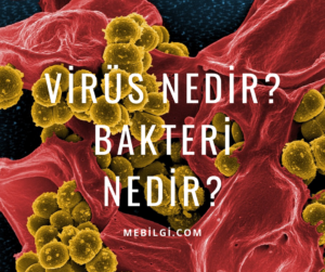 Virüs ve Bakterilerin Özellikleri